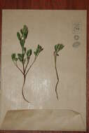 Image of Trigonella spicata Sm.