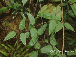 Imagem de Clematis uncinata Champ. ex Benth.