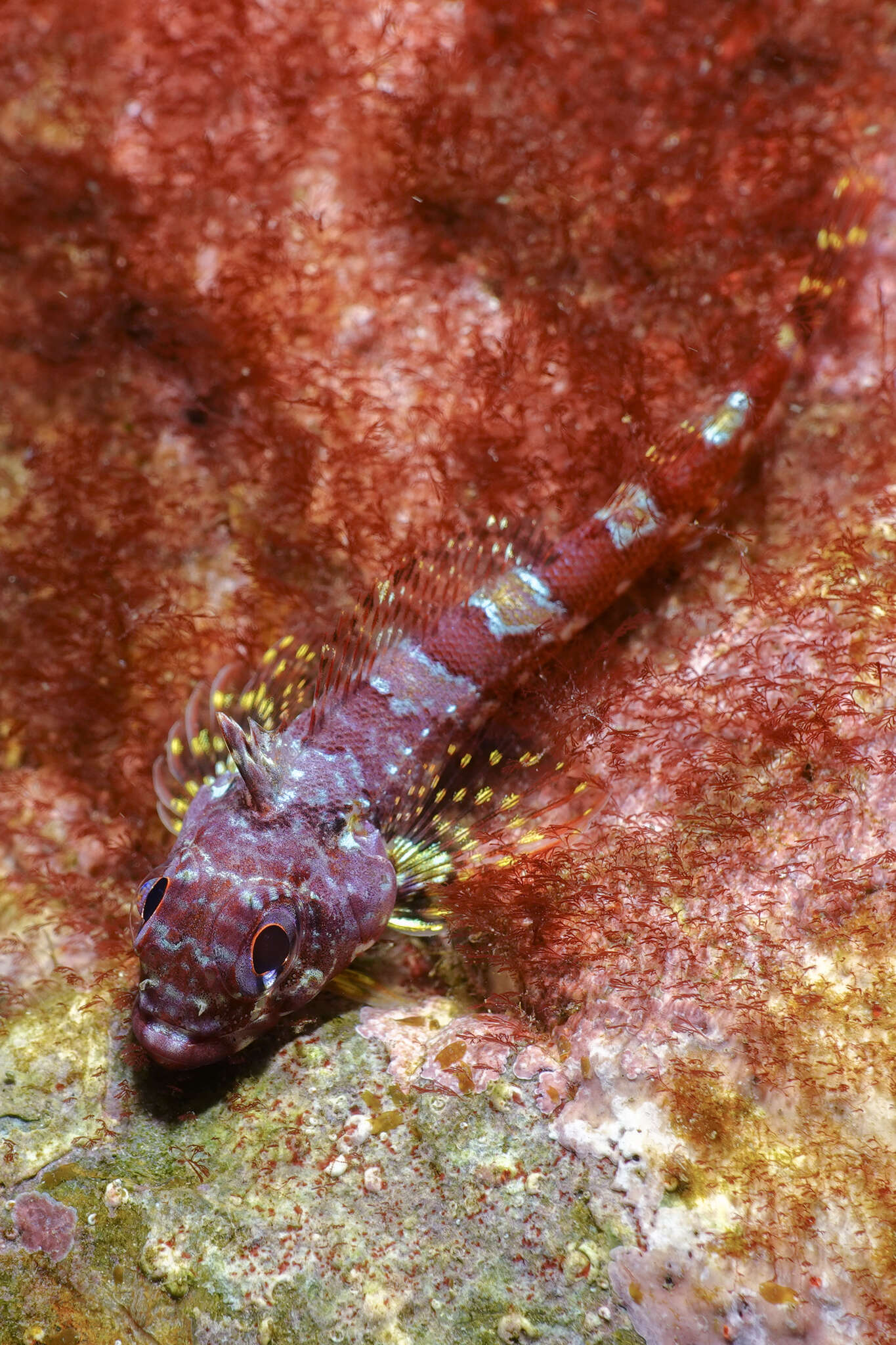 Image of New Zealand Scaly-headed Triplefin