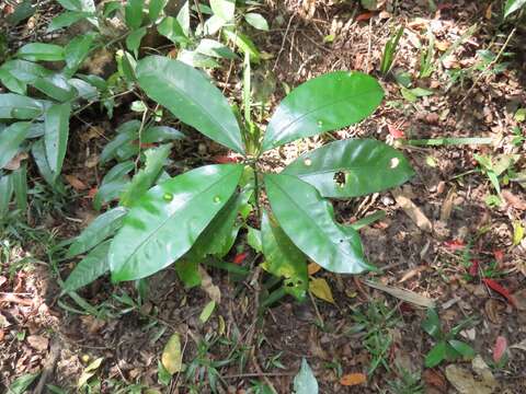 Image of Large-leaved onionwood