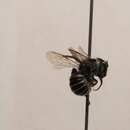 Image of Viguiera Small-Mason