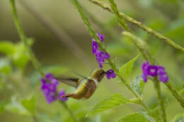 Image of Scintillant Hummingbird