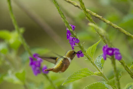 Image of Scintillant Hummingbird