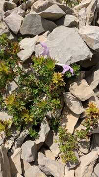 Image of Lamium glaberrimum (K. Koch) Taliev