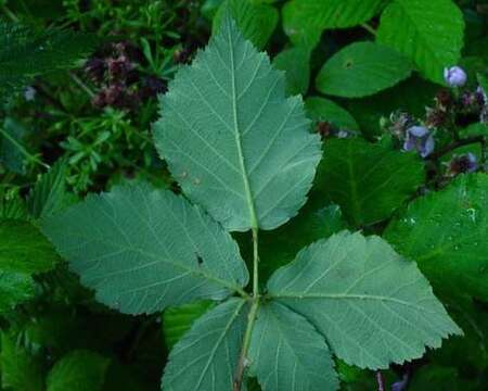 Image of Rubus incurvatus Bab.