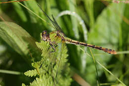 صورة Ophiogomphus westfalli Cook & Daigle 1985