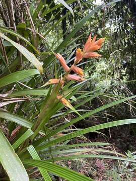 Image of Guzmania plicatifolia L. B. Sm.