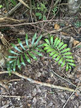 Image of Cycad