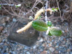 Image of Brewer's willow