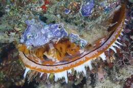 Image of Thorny oyster