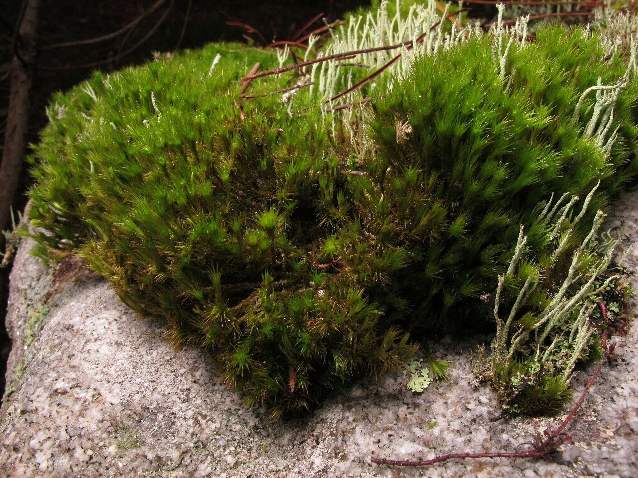 Image of campylopus moss