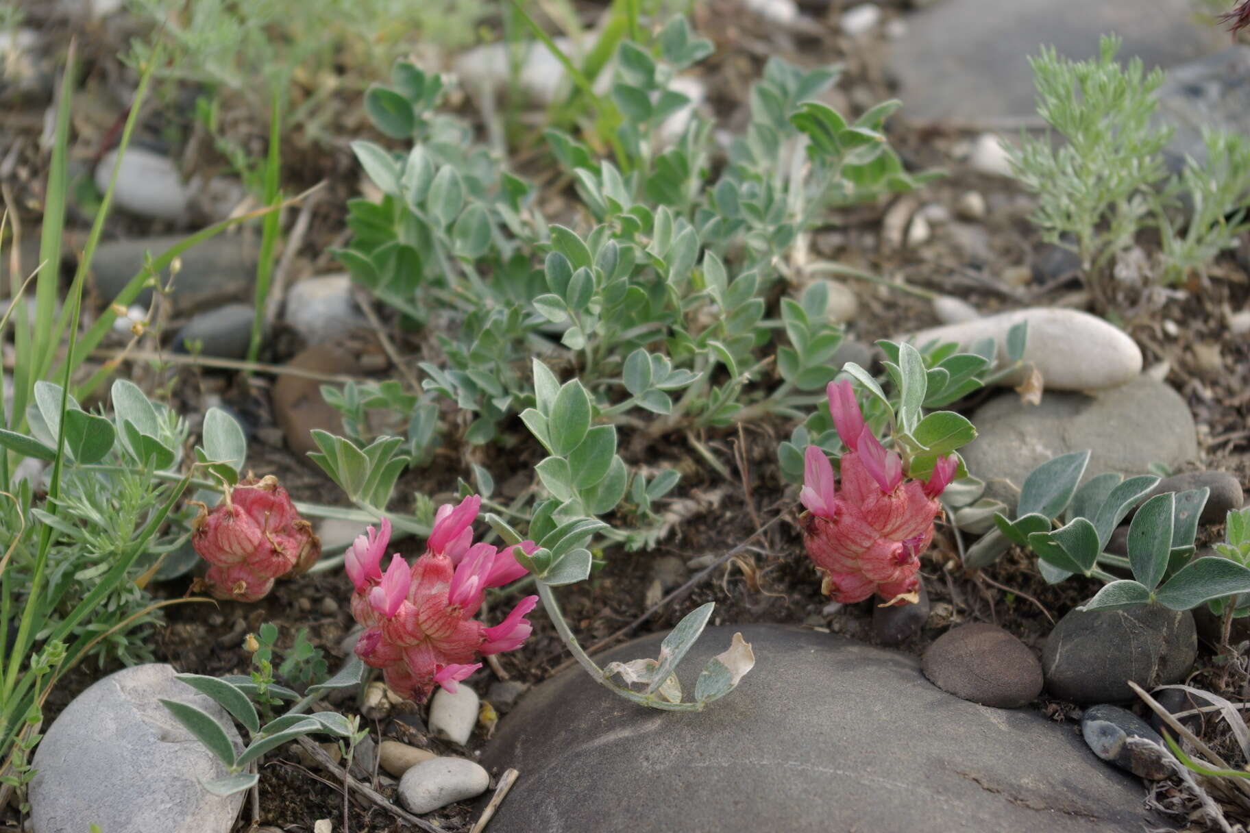 Image of Astragalus calycinus Bieb.