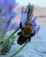 Image de Bombus morrisoni Cresson 1879