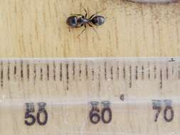 Image de Camponotus werthi skaifei Arnold 1959