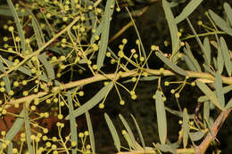 Acacia victoriae Benth. resmi