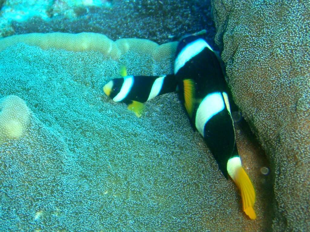 Plancia ëd Amphiprion clarkii (Bennett 1830)