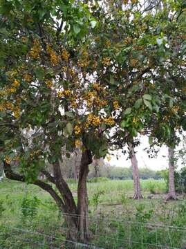 Image of Ehretia tinifolia L.