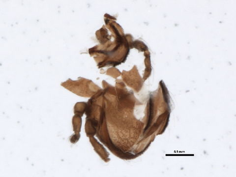 Image of Eremobelbidae