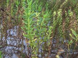 Image of seacoast marsh elder