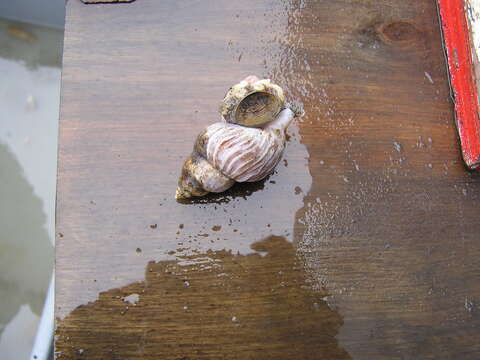 Image of Ladder whelk