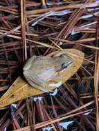 Image of Brimley's Chorus Frog