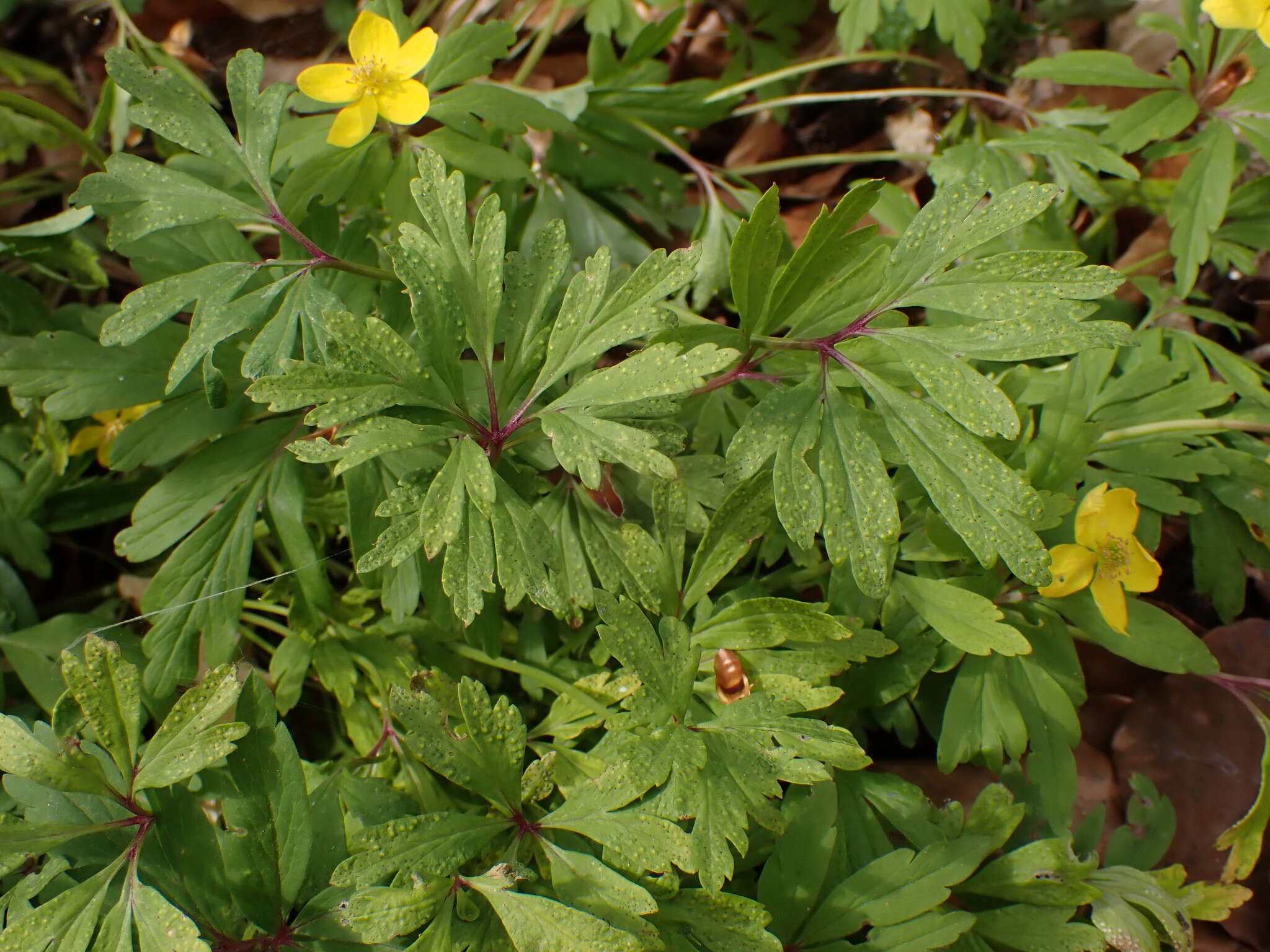 Image of Tranzschelia pruni-spinosae (Pers.) Dietel 1922