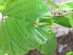 Image of Witch Hazel Cone Gall Aphid