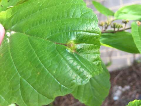 Image of Witch Hazel Cone Gall Aphid