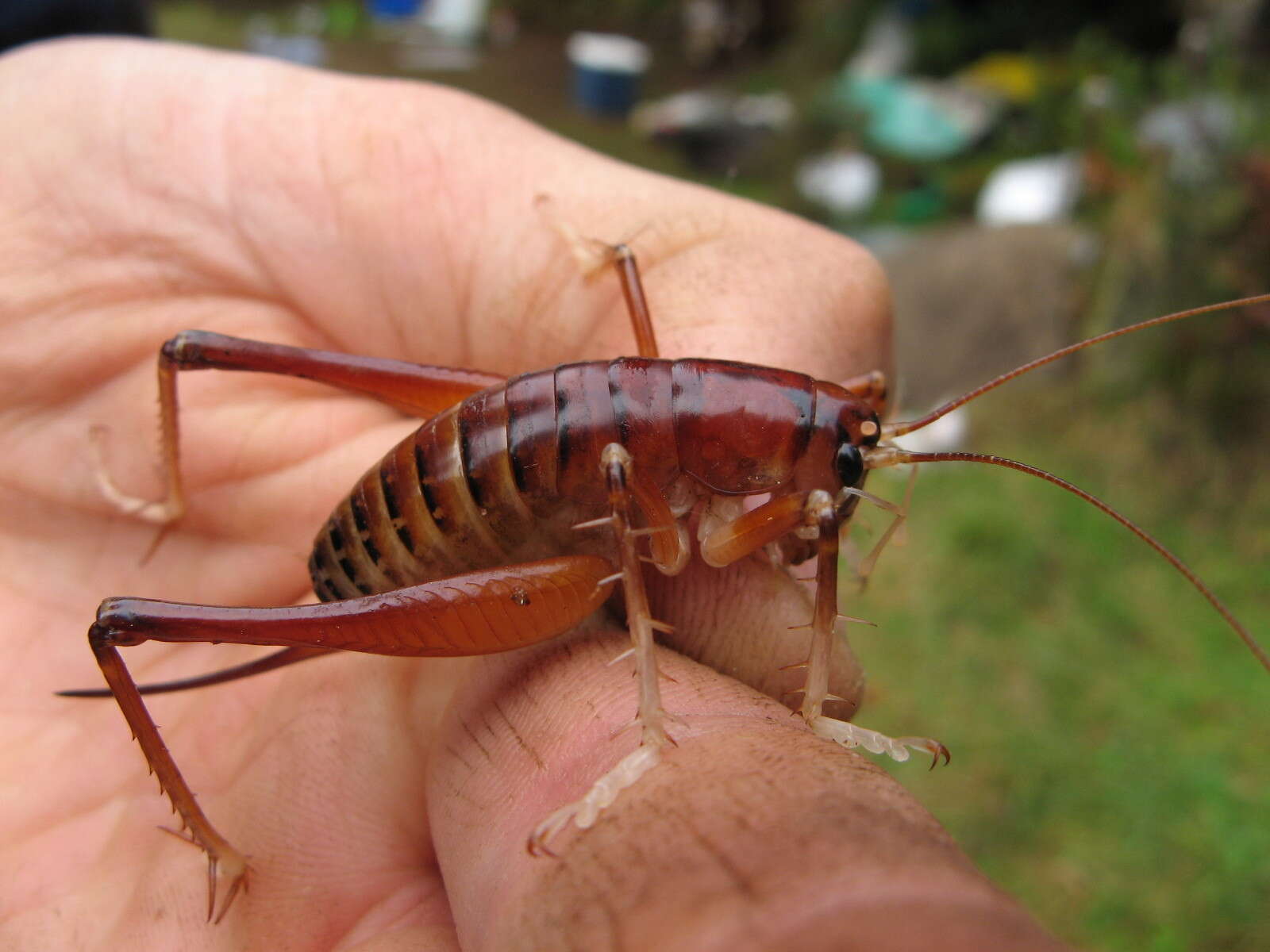 Image of Hemiandrus jacinda