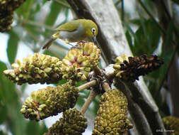 Zosterops winifredae Moreau, Sclater & WL 1934 resmi