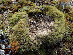 Image of Chionochloa australis (Buchanan) Zotov