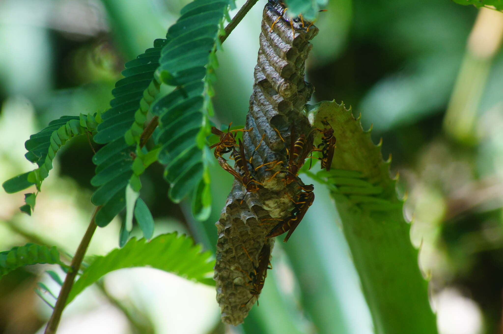 Image of Polistes instabilis de Saussure 1853