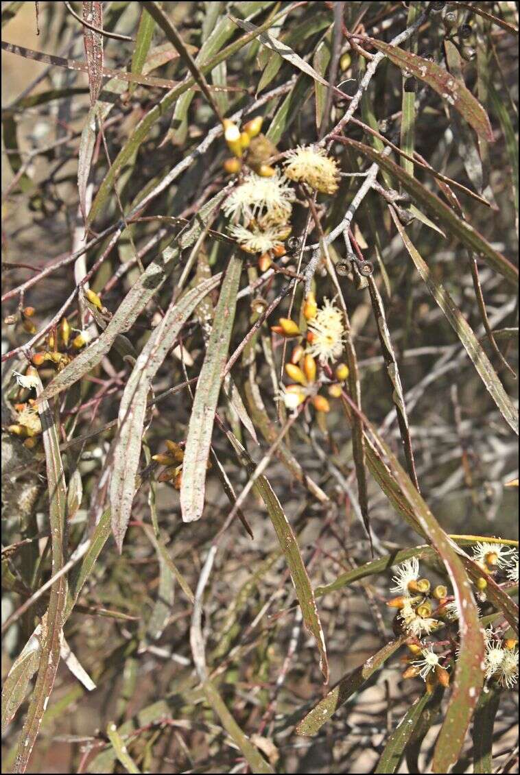 Image of Green mallee