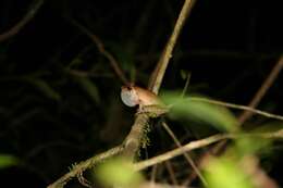 Image of Horned Madagascar Frog