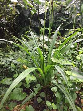 Image of Chlorophytum bowkeri Baker