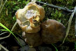 Image of Gyromitra sphaerospora (Peck) Sacc. 1889