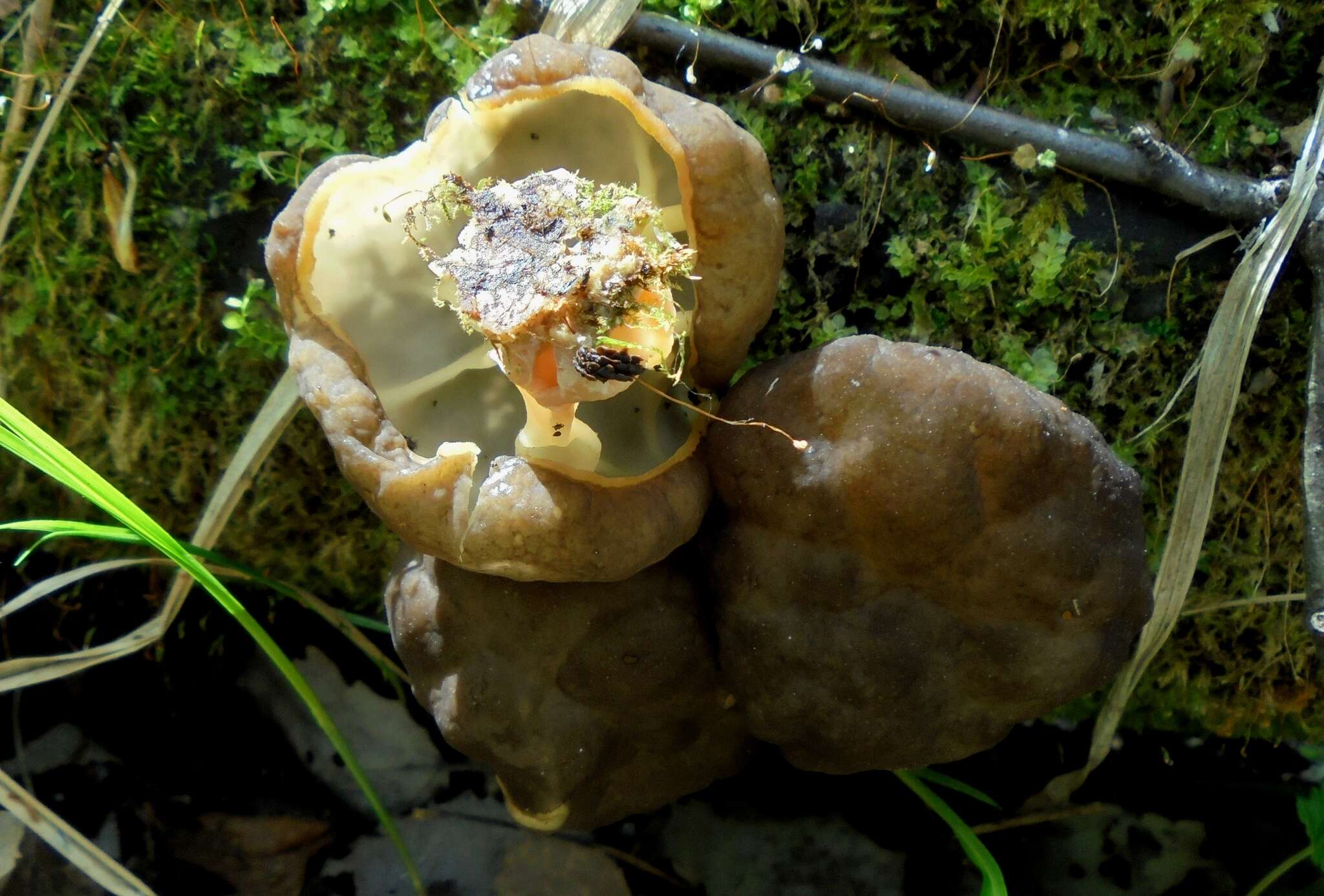 Image of Gyromitra sphaerospora (Peck) Sacc. 1889