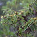 Image of Calea sessiliflora Less.
