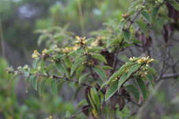 Imagem de Calea sessiliflora Less.