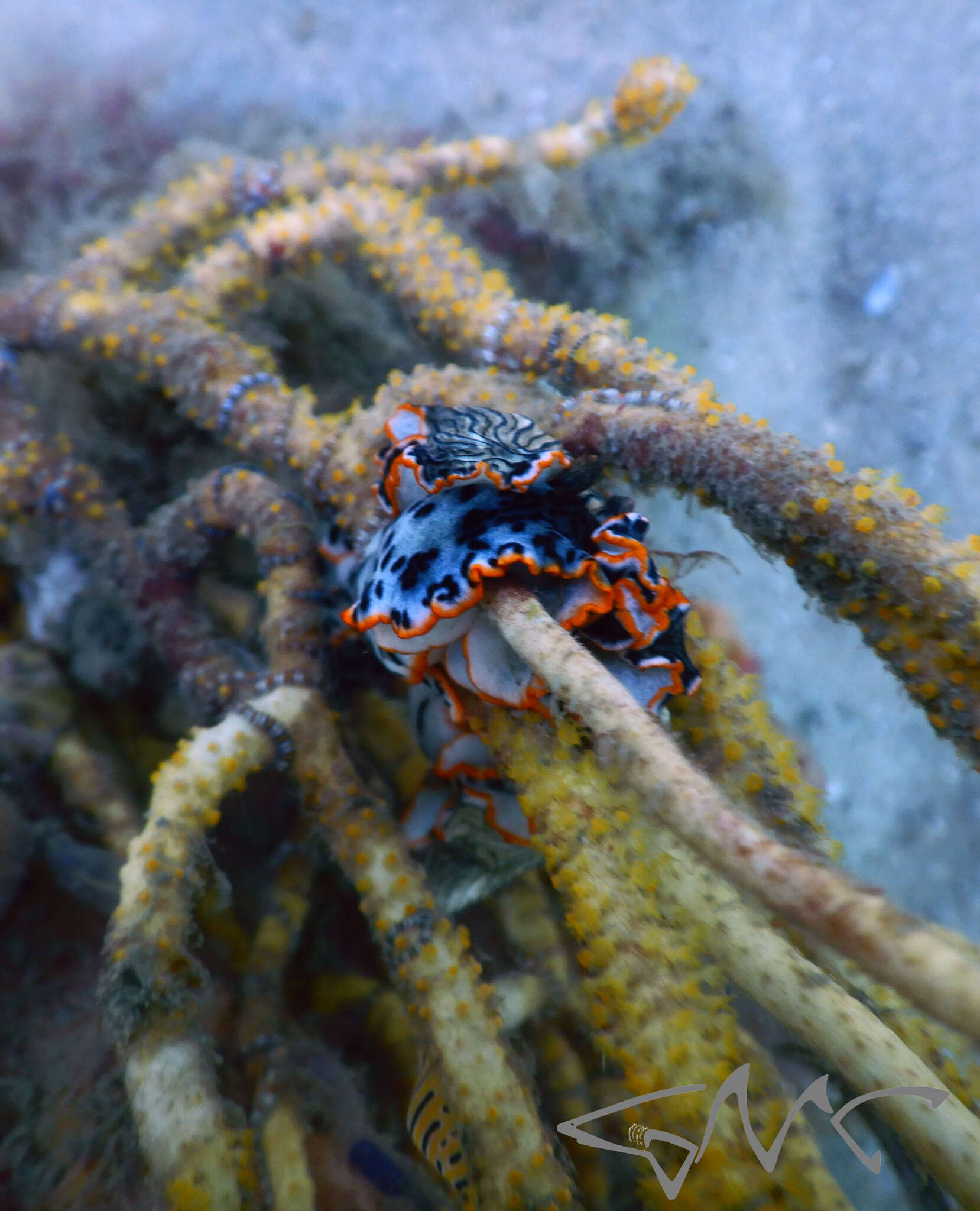 Image of Tiger cuspivolva