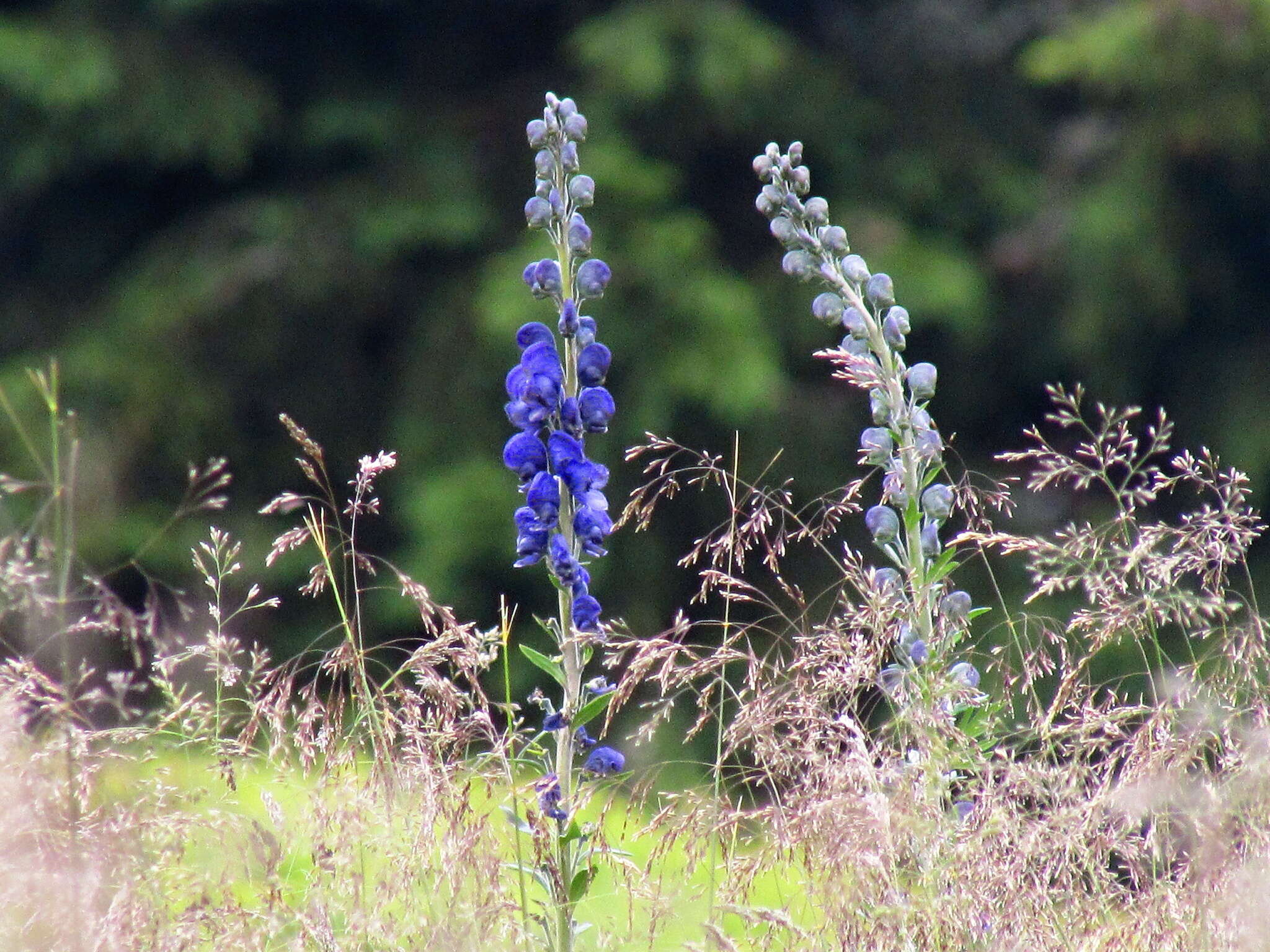 Imagem de Aconitum plicatum Koehler ex Reichb.