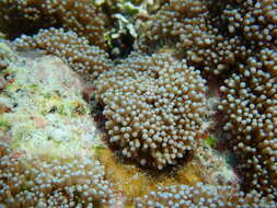 Image of red-mouth mushroom anemone