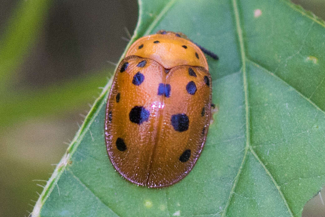 Image of Chelymorpha phytophagica Crotch 1873