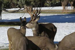 Image of Odocoileus hemionus hemionus (Rafinesque 1817)