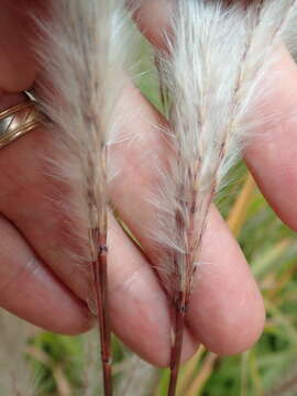 Imagem de Miscanthus sacchariflorus (Maxim.) Benth. & Hook. fil. ex Franch.