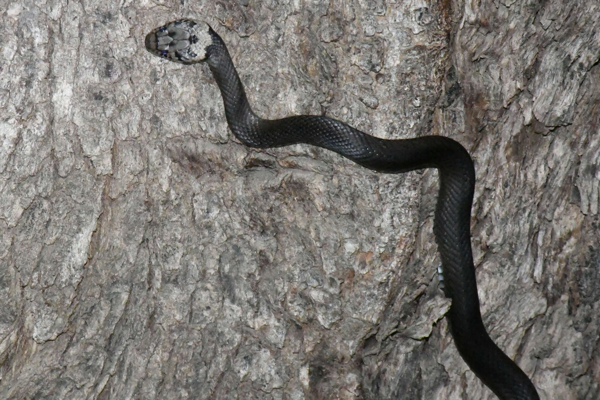 Image of Pale-headed Snake