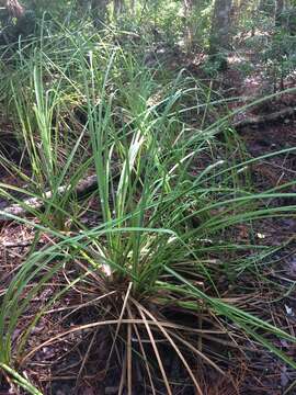 Image of Jamaica swamp sawgrass