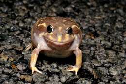 Image of Western Spotted Frog