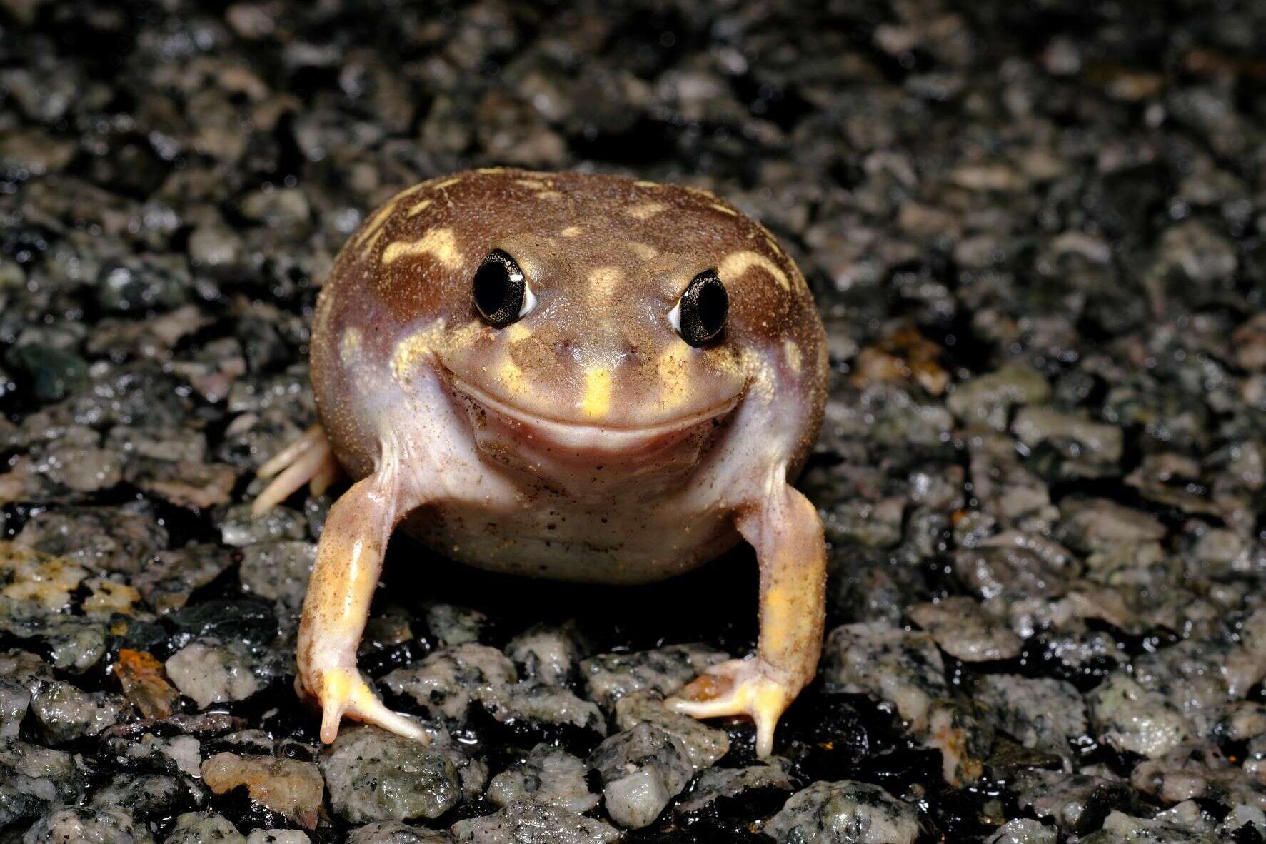 Image of Western Spotted Frog