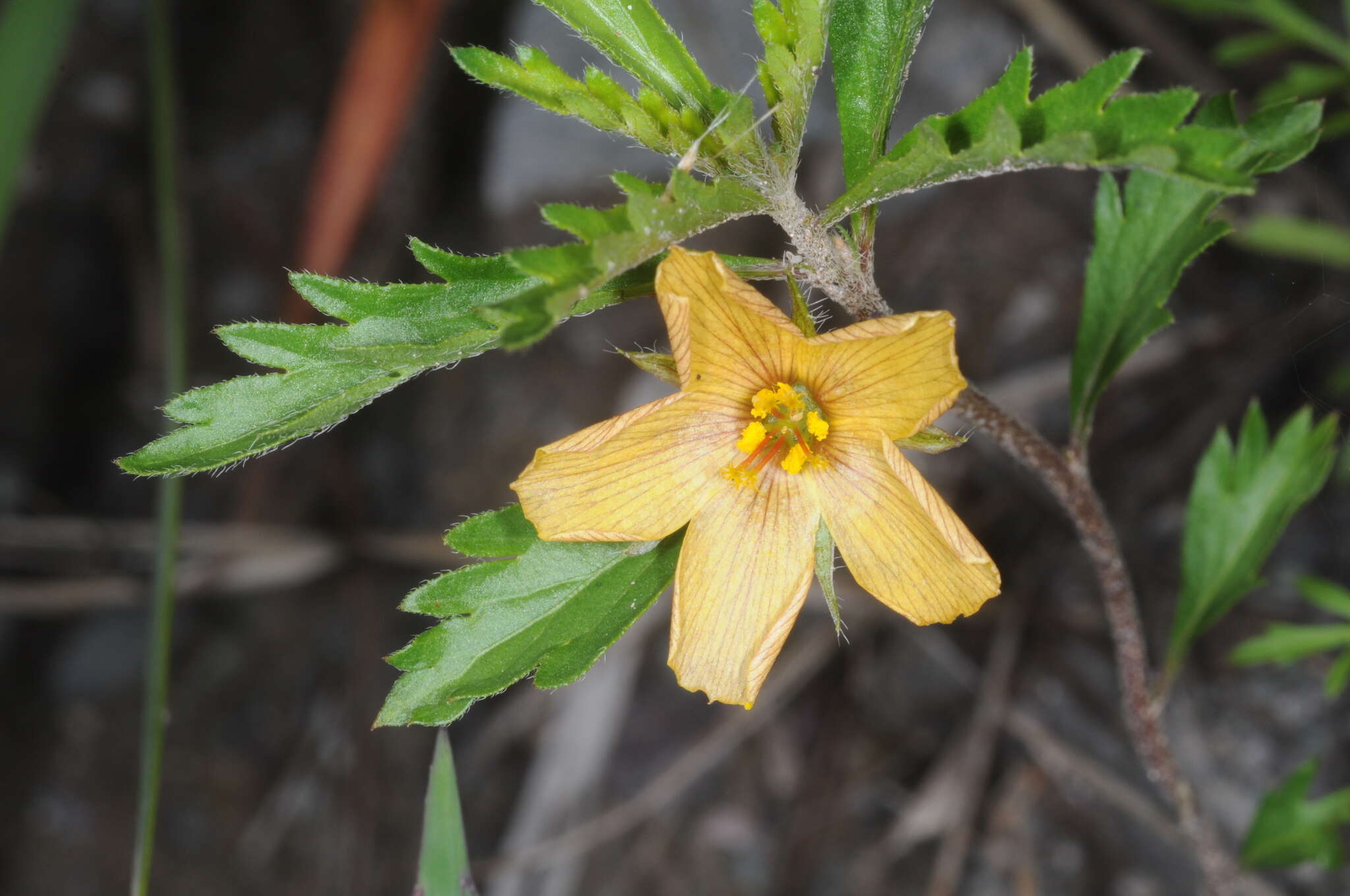 Image of Turnera sidoides L.